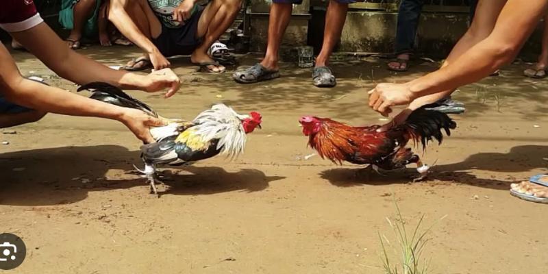Thả ga với các màn đá gà nhatvip